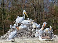 101PARC AUX OISEAUX DANS L AIN 2016 1_000030